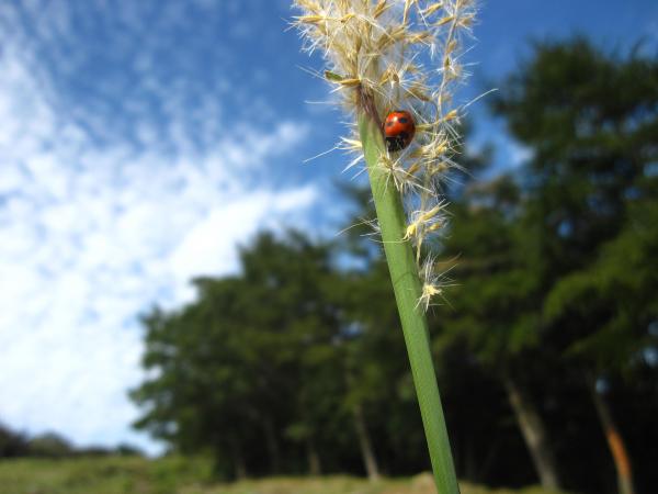 てんとう虫も秋を満喫