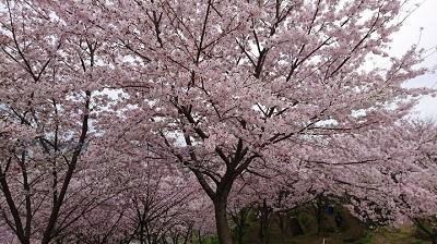 桜いっぱい