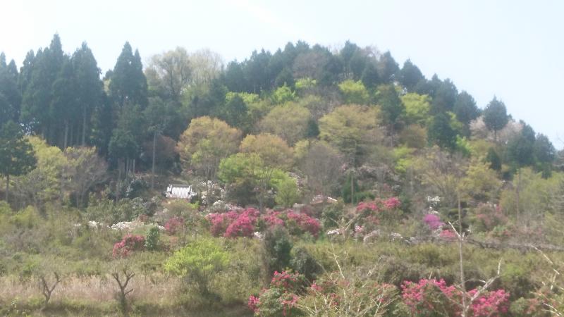 シャクナゲの里です