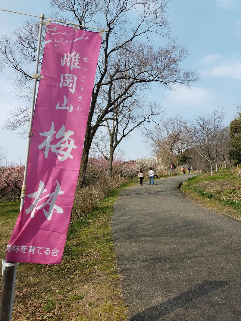 雌岡山梅林