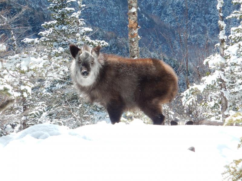 ３頭集まってた。