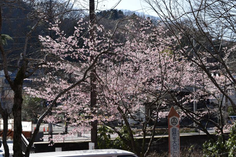 駅前の桜は咲き始めていました