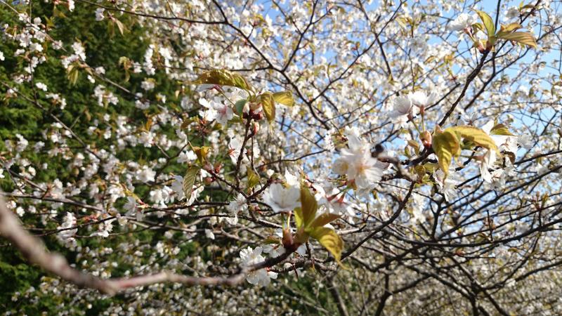 綺麗な桜が満開でした