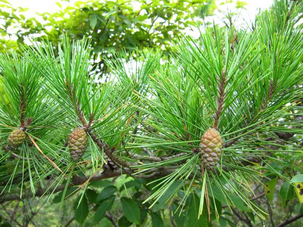 小さいパイナップルみたい