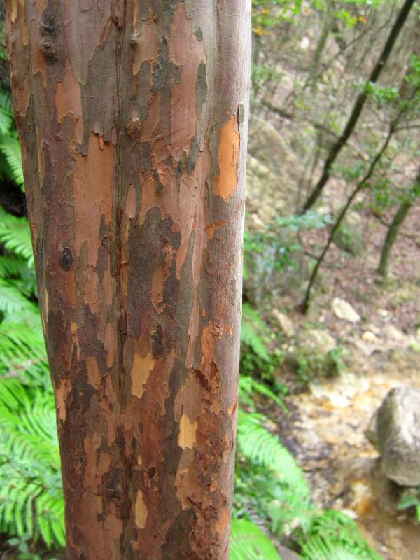 はやりの迷彩柄