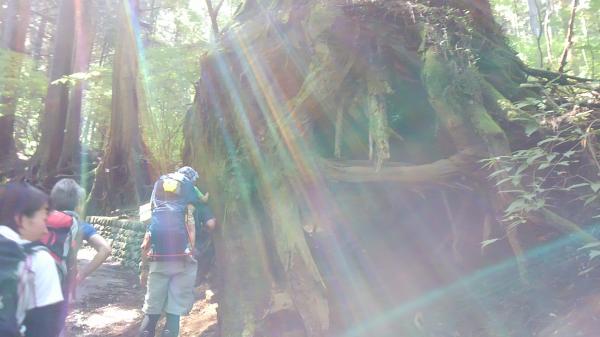 歩き始めです。神々しい。