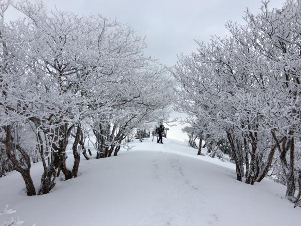 山頂付近は白銀の世界。樹氷のトンネルが綺麗でした。