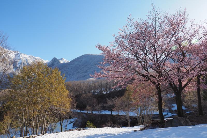 桜坂駐車場では桜と雪山の共演！