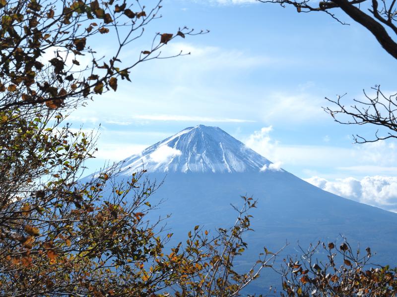 富士山が木々の間からよく見えるようになってきました♪