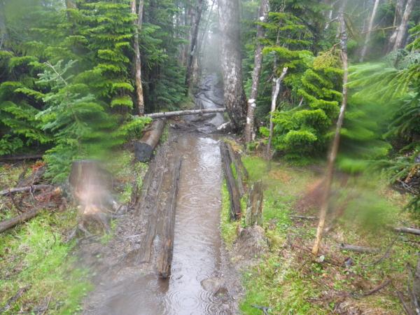 中山峠を過ぎると樹林帯に入ります。登山道、水たまり多い。何カ所か脛まである水たまりで靴の中まで濡れてしまいました。