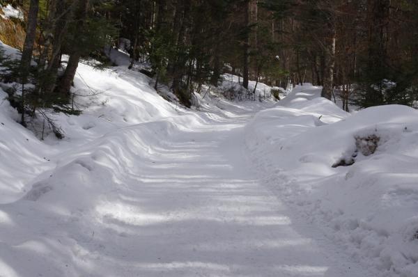 八ヶ岳山荘からの林道。ここから車道の末端まで長いです！