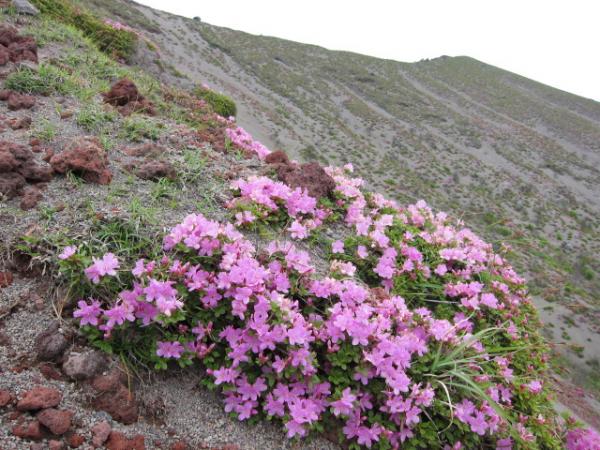 ミヤマキリシマを求めて霊峰「高千穂峰」へ！御鉢火口付近は４～５分咲きでした。満開は５月末頃？