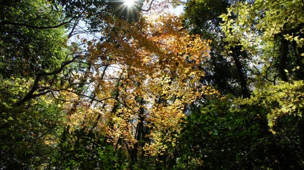 日光に透ける葉の色が寒さの中で力強く感じました