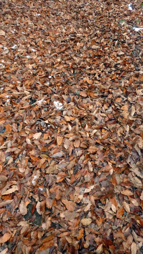 秋～冬にかけては落ち葉で迷いそうなので注意