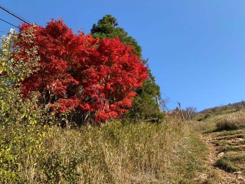 登りはじめ　リコピン強めの紅葉