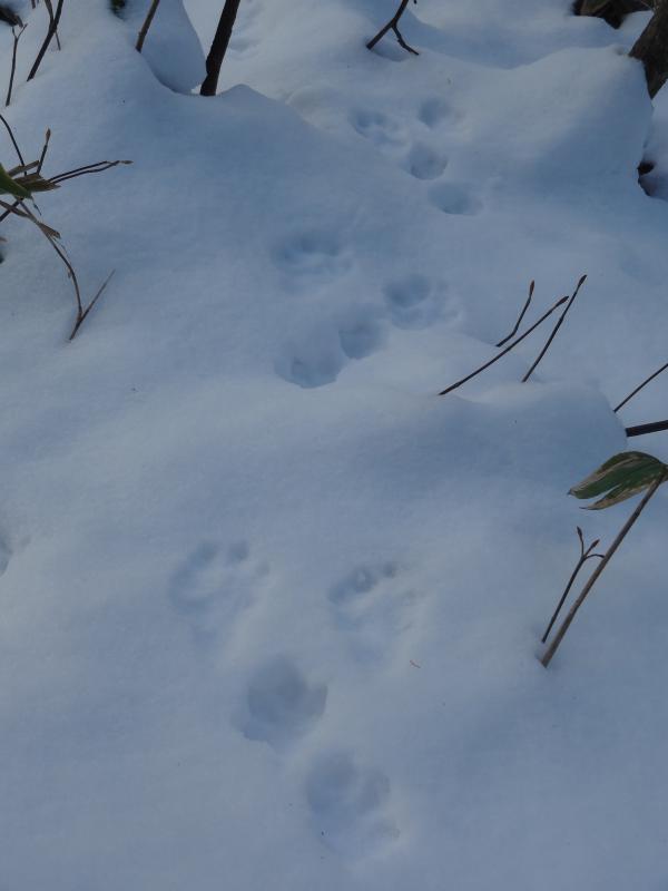 独特な形の兎の足跡