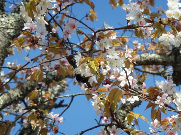 葉桜と、空。
