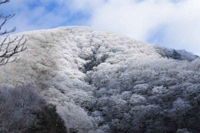 雪は少ないけど、見事な霧氷の赤城山。