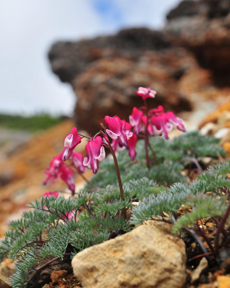草津白根山のコマクサは濃いピンクの個体が多い。