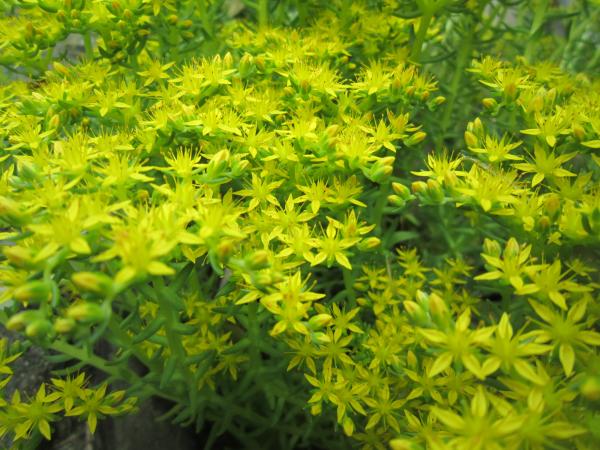 川沿いにヒメレンゲが一杯～