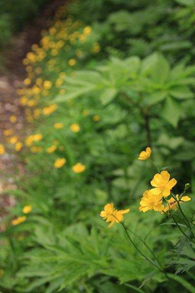 ミヤマキンポウゲの大群生