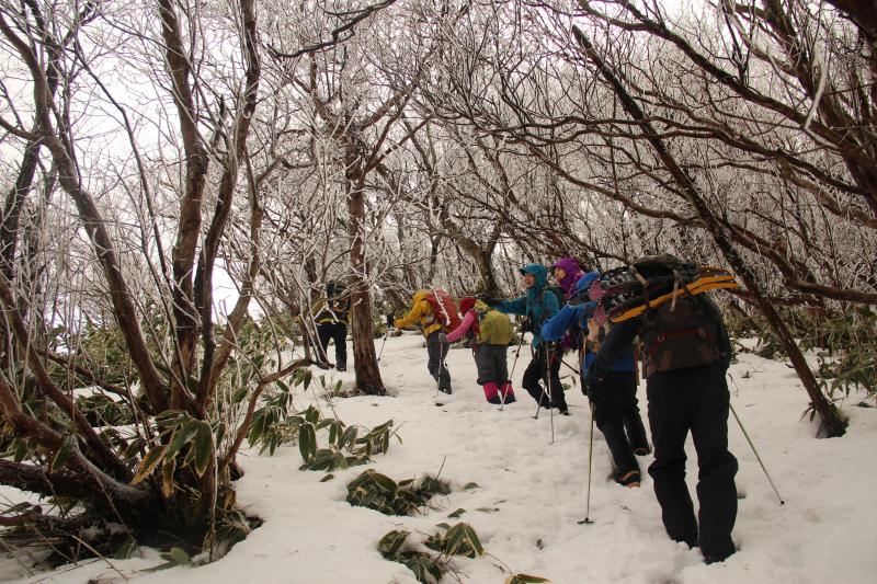 おお～樹林帯は、霧氷