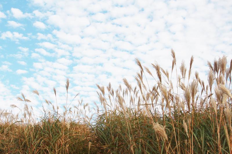 ススキとイワシ雲　秋だなあ～