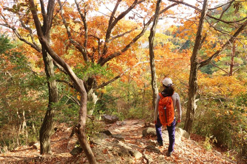 紅葉の中下山