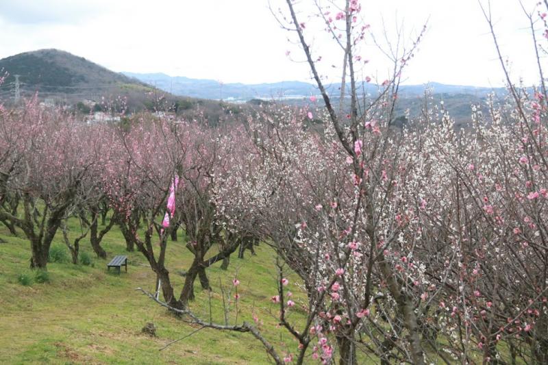 梅林と雄岡山（おっこうさん）