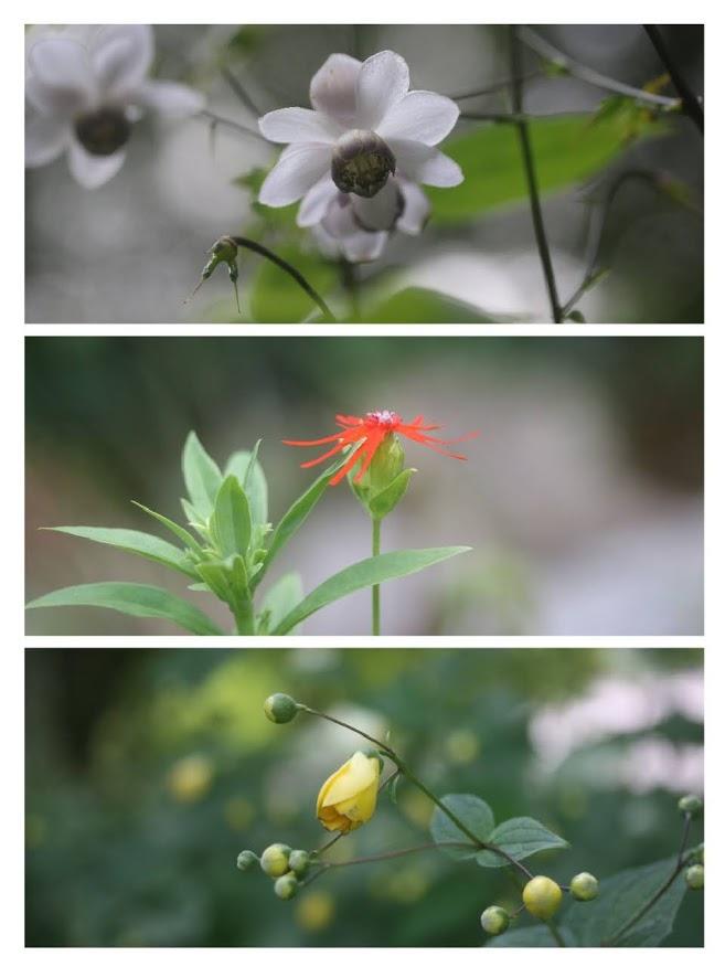 関西ではあえへん花　　ﾚﾝｹﾞｼｮｳﾏ　エビセンノウ　ニコウキスゲ