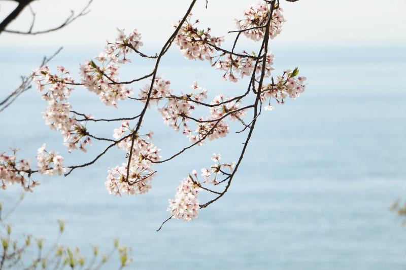 桜と海　