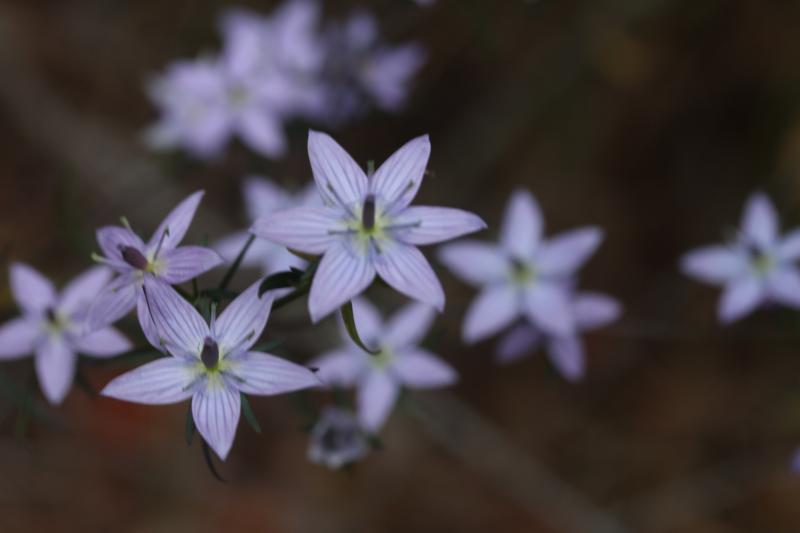 ムラサキセンブリ