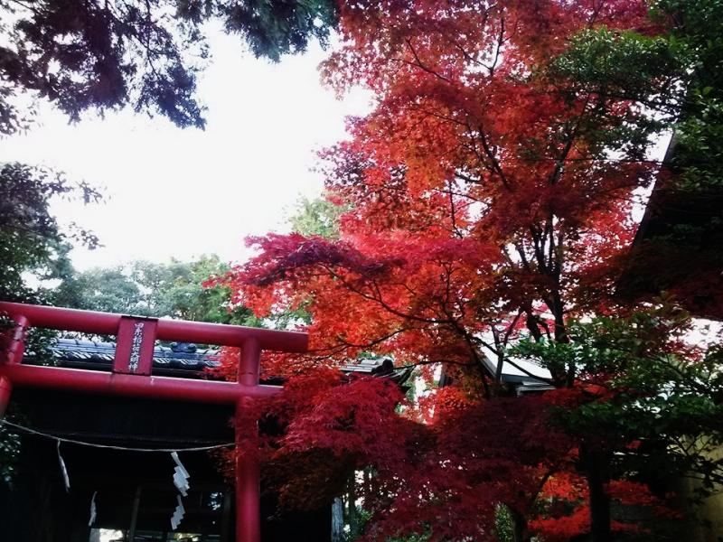 岡山市内　龍ノ口神社の紅葉