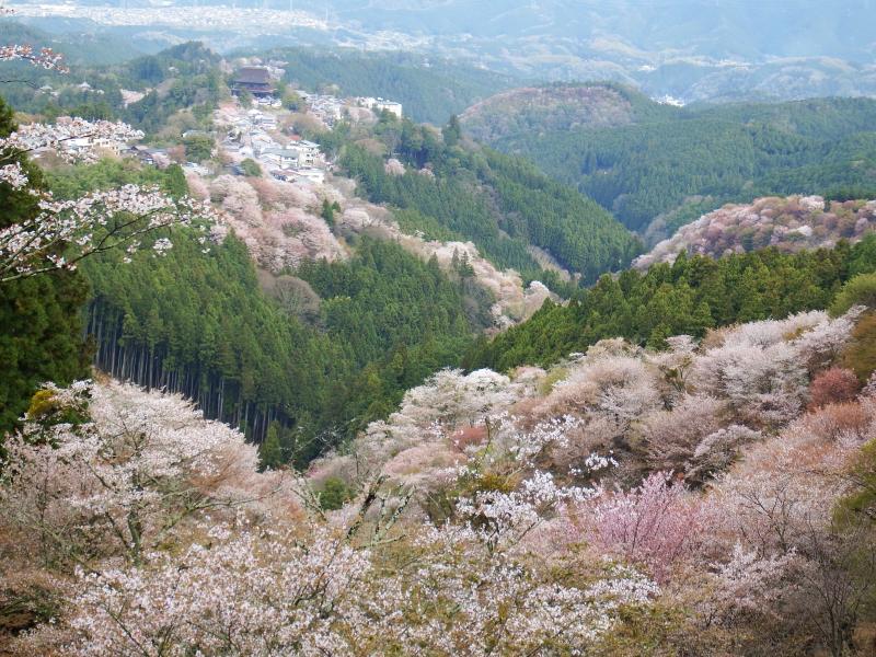 色とりどりの山桜