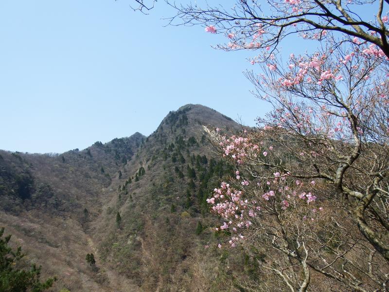 アカヤシオと鎌ヶ岳