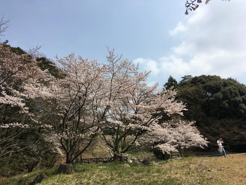 昭和の森キャンプ場の桜は見ごろでした。