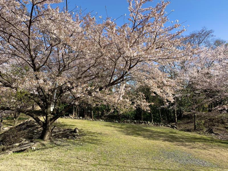 麓では桜が咲いてます。