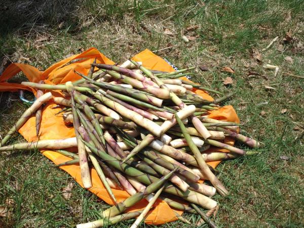 今回収穫できた「ネマガリ竹」の竹の子