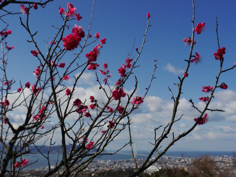 梅と明石海峡大橋（須磨浦山上遊園）