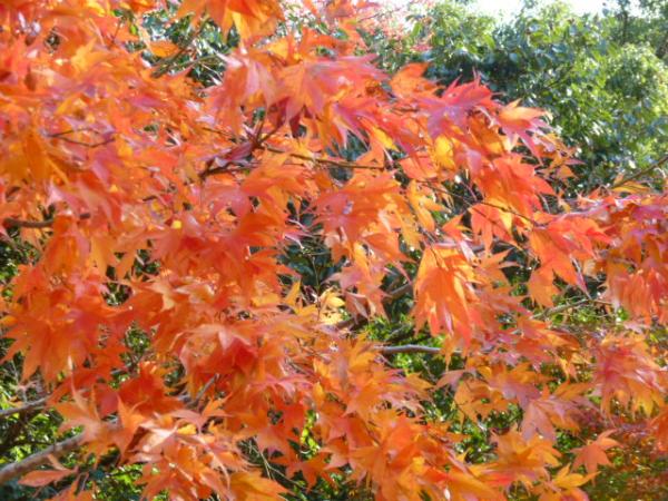11/18　箕面の紅葉です。