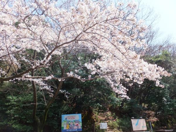 メモリアルクロスの登山口付近の桜が満開でした✩
