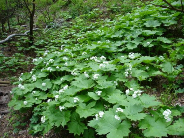 こんな群落がありました