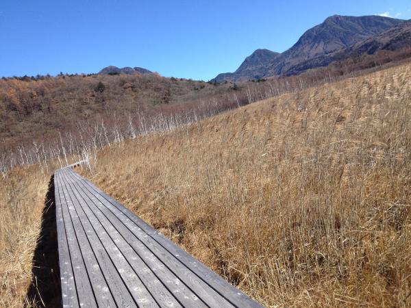 戦場ヶ原　冬枯れ