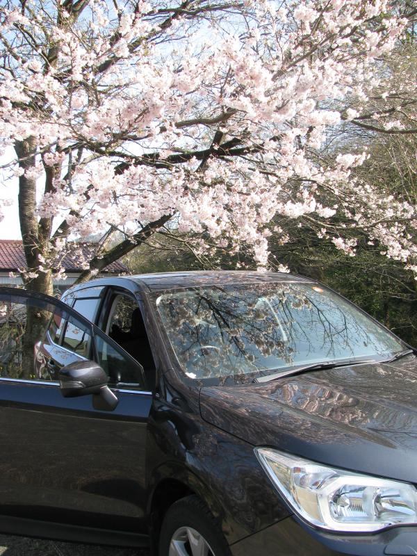 駐車場は桜が見ごろ