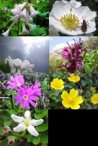 今回見たお花たち