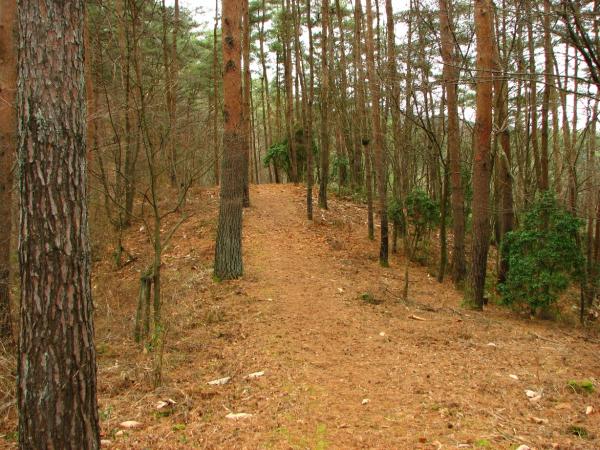 明るい木立の中を落葉を踏み踏み登ります