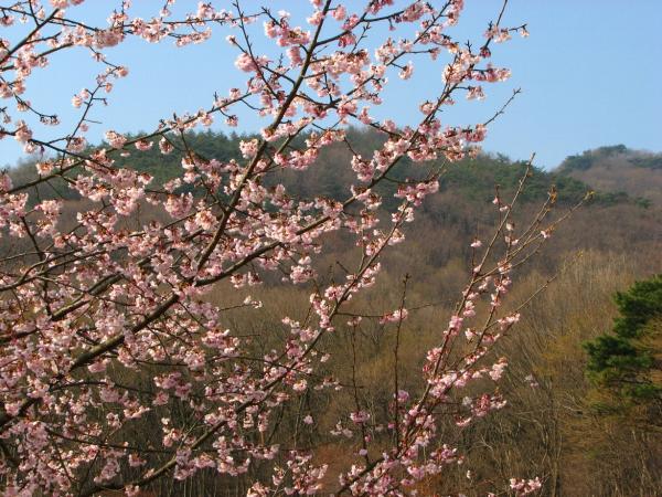 河津桜の先も咲いて