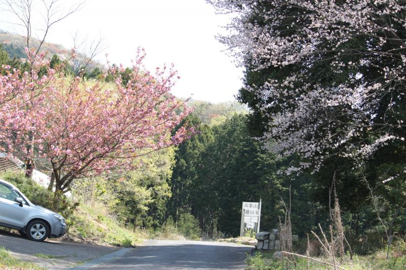 桜が咲く道をのんびり