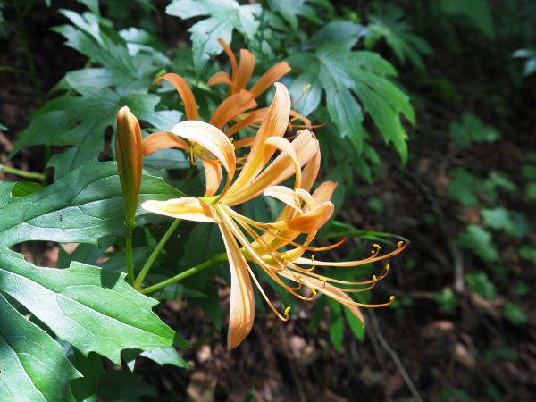 見たかった　オオキツネノカミソリ