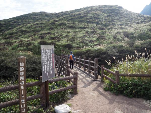 仙酔峡　ここもミヤマキリシマの群生地